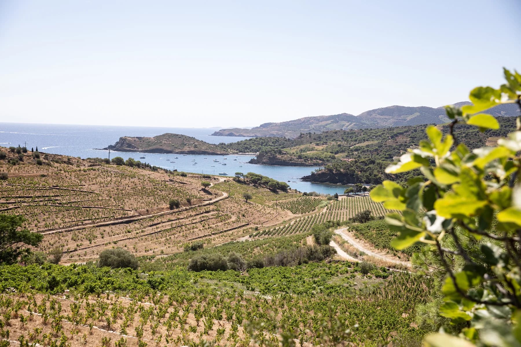 Vignes en terrasses surplombant une crique méditerranéenne