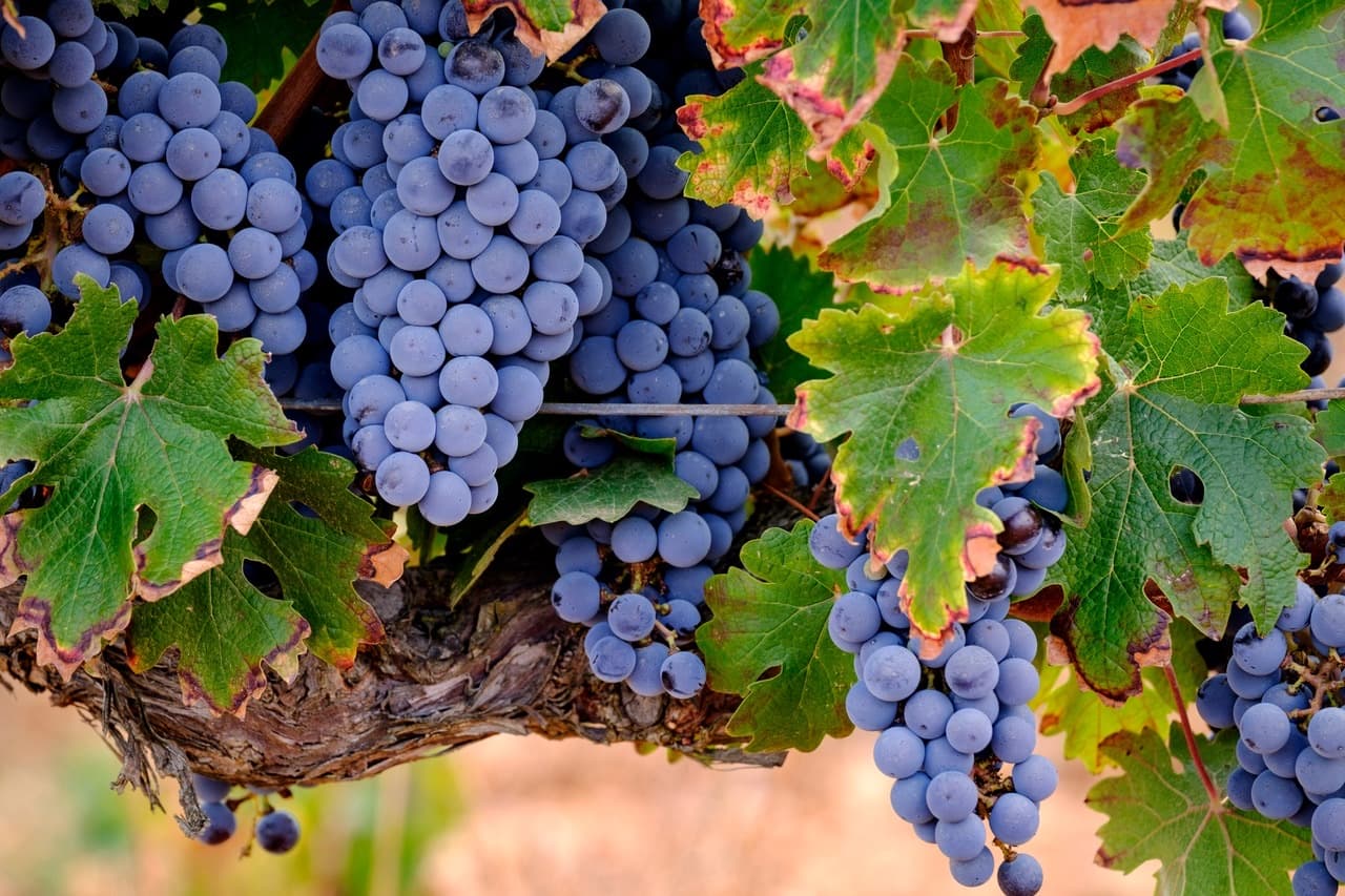 Grappes de merlot sur la vigne
