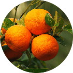 Orange amère