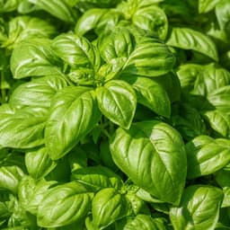 Basilic