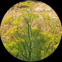 Fenouil sauvage