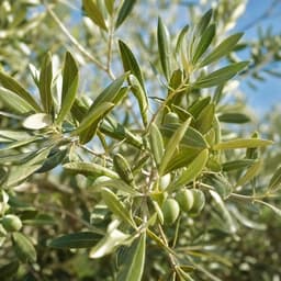 Feuille d'olivier