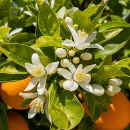 Fleur d'oranger