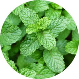 Menthe verte
