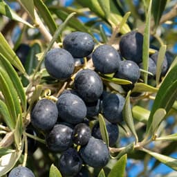 Olive noire