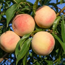 Pêche blanche