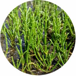 Salicorne