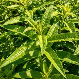 Verveine citronnée