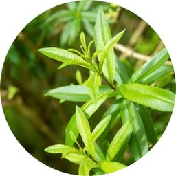 Verveine